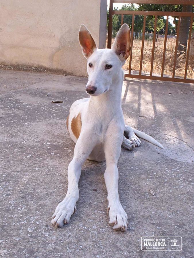 Podenco ibicenco