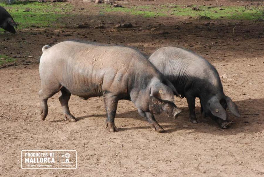 Grasa saludable del Porc Negre