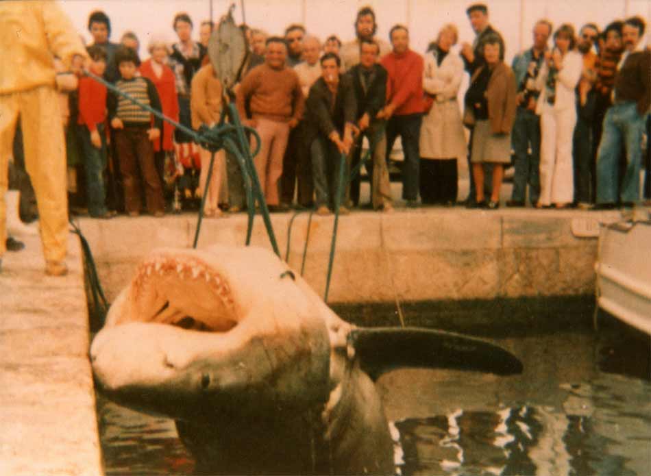Sharks in Mallorca - Productes de Mallorca anecdotes Sharks in Mallorca - Productes de Mallorca anecdotes