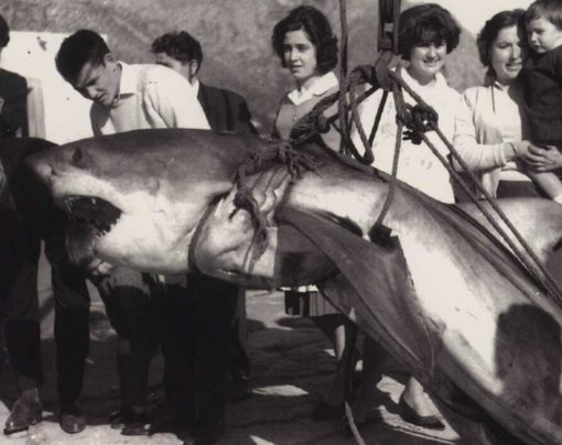 Tiburones en Mallorca